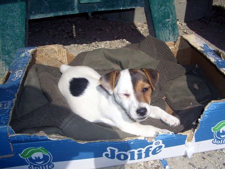 Jack-Russell-Terrier Hallo Cara