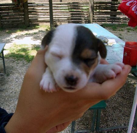 Jack-Russell-Terrier Cara!