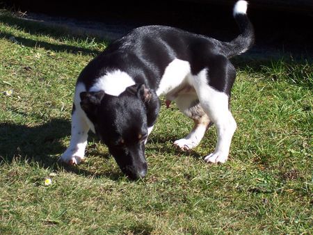 Jack-Russell-Terrier Carlo`s Wohnstätte