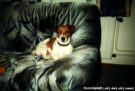 Jack-Russell-Terrier Hi dass ist unser charly