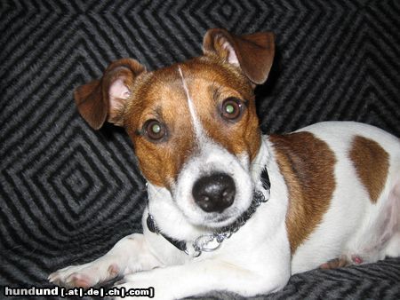 Jack-Russell-Terrier Zu Hause