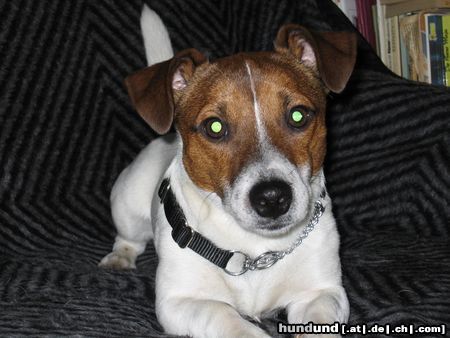 Jack-Russell-Terrier Ganz entspannt!