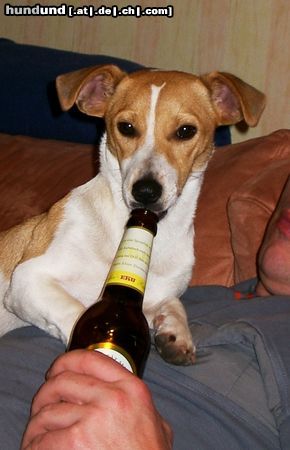 Jack-Russell-Terrier Ein Radler in Ehren kann niemand .........