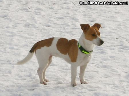 Jack-Russell-Terrier Mücke geb.29.03.2003