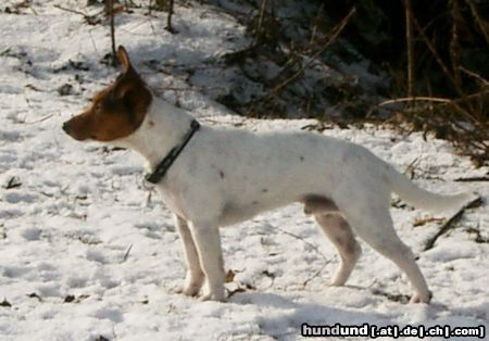 Jack-Russell-Terrier Sammy geb.01.04.2002