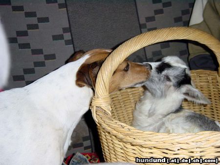 Jack-Russell-Terrier Conny und Schützling Felix