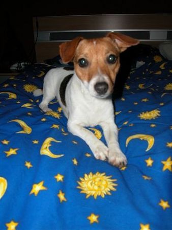 Jack-Russell-Terrier Csipi