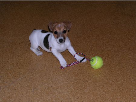 Jack-Russell-Terrier Csipi