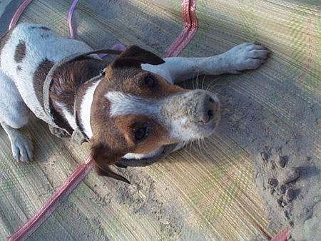 Jack-Russell-Terrier Fight am Strand