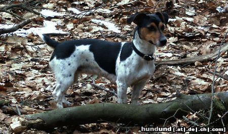 Jack-Russell-Terrier Cindy 1Jahr alt