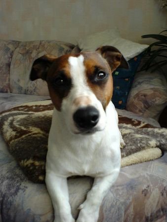 Jack-Russell-Terrier hallo ich bin der Sparky