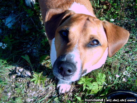 Jack-Russell-Terrier Moritz, 3 Jahre alt