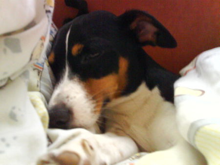 Jack-Russell-Terrier Unser maus Lotti