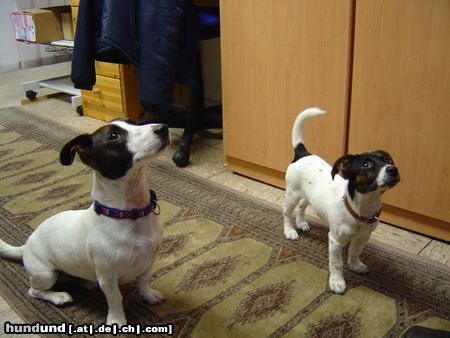 Jack-Russell-Terrier Tiger und Julie