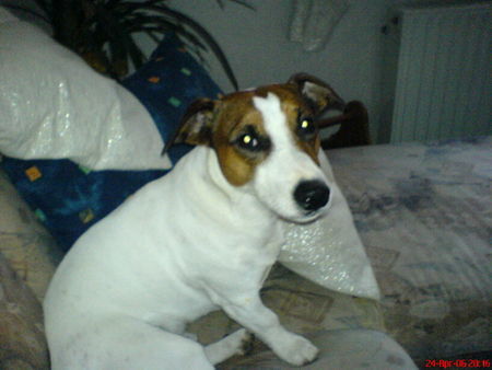 Jack-Russell-Terrier