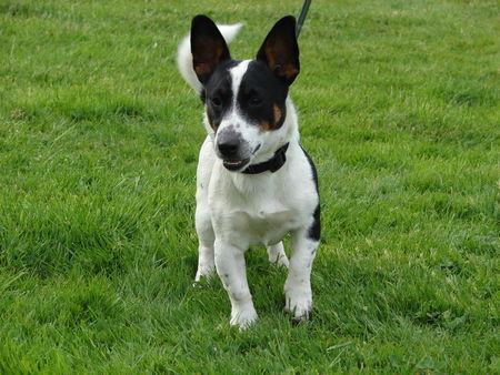 Jack-Russell-Terrier Spike mit 8 Monaten