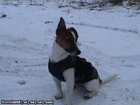 Jack-Russell-Terrier Nico im Wintermantel