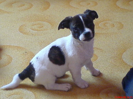 Jack-Russell-Terrier Unser Jack