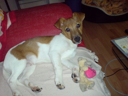 Jack-Russell-Terrier Sky in bequemer Pose