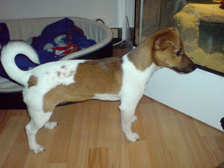 Jack-Russell-Terrier Sky bewacht die Bartagamen