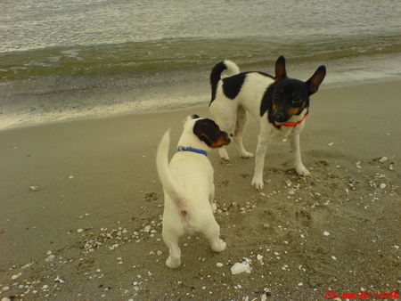 Jack-Russell-Terrier Ostsee ist schön, Flame und Scrat