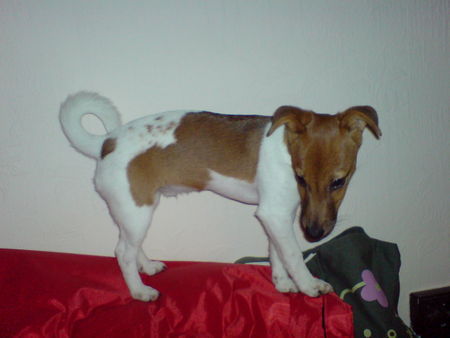 Jack-Russell-Terrier Unser Sky