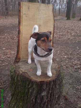 Jack-Russell-Terrier Nico im Wald