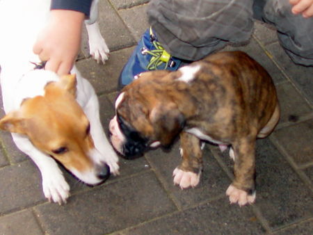 Jack-Russell-Terrier Unsere Jacky und Boxer