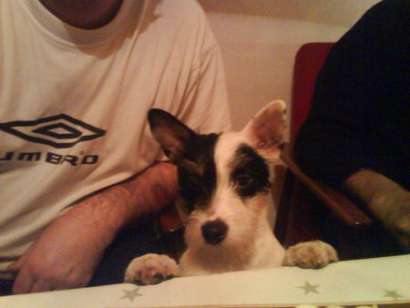 Jack-Russell-Terrier Das ist Merlin.