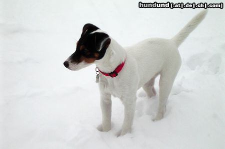 Jack-Russell-Terrier Polly im Schnee