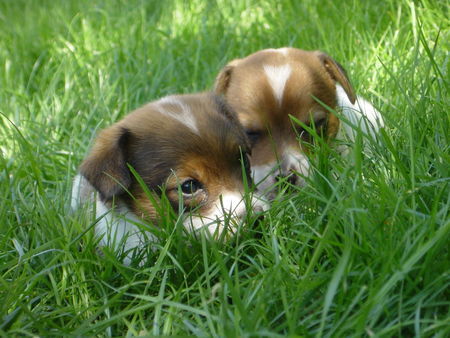 Jack-Russell-Terrier Jaqueline & Bärbel 7wochen alt