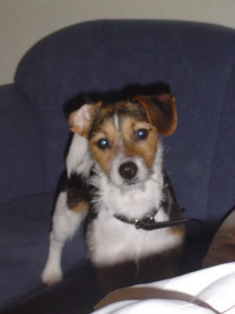 Jack-Russell-Terrier Merlin