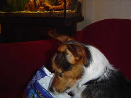 Jack-Russell-Terrier Kekse!