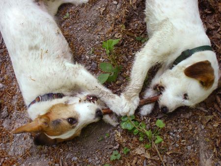 Jack-Russell-Terrier gemeinsam sind wir stark!