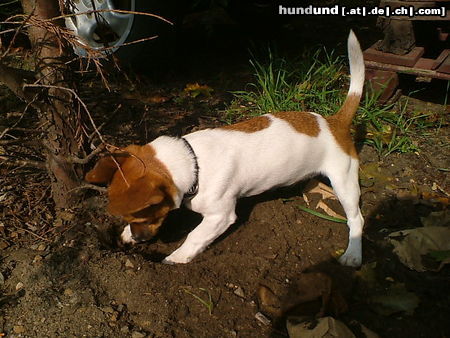 Jack-Russell-Terrier Hallo, hier Rocky gleich hab ich die Maus