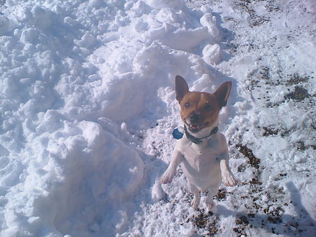 Jack-Russell-Terrier Hallo, wieder der Rocky  bin jetzt 11 Monate alt