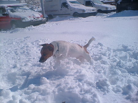 Jack-Russell-Terrier Hallo, wieder der Rocky, ab in den Schnee