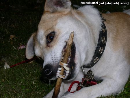 Jack-Russell-Terrier Max bei seiner Lieblingsbeschäftigung