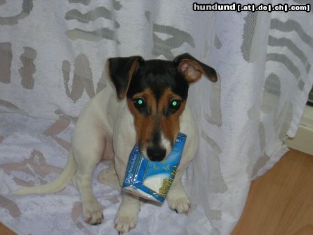 Jack-Russell-Terrier Taschentuch benötigt?