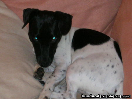 Jack-Russell-Terrier Buddys Knutsch mich Blick