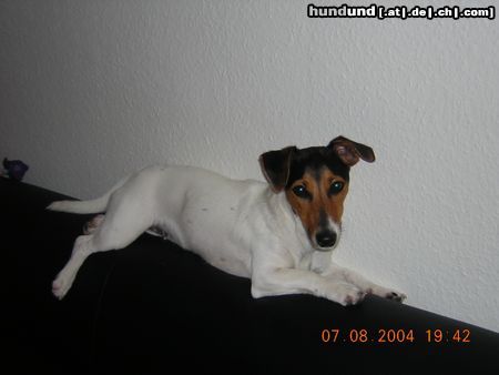 Jack-Russell-Terrier Der Chef bekommt den höchsten Platz...