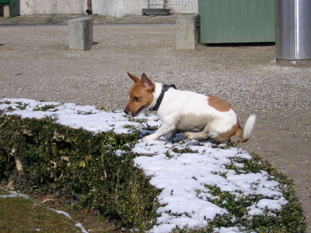 Jack-Russell-Terrier bärner