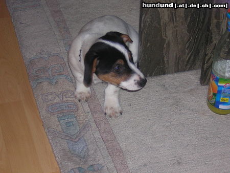 Jack-Russell-Terrier Sammy, knapp 4Monate alt!