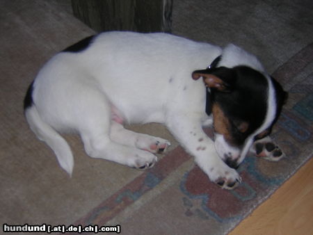 Jack-Russell-Terrier Sammy, knapp 4Monate alt!