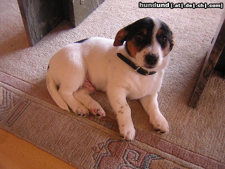 Jack-Russell-Terrier Sammy, knapp 4Monate alt!