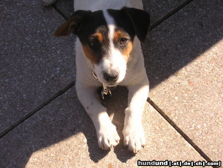 Jack-Russell-Terrier Sammy, knapp 1Jahr alt!