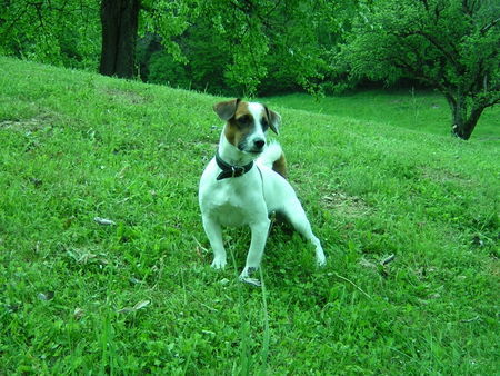 Jack-Russell-Terrier Das ist der Djuke