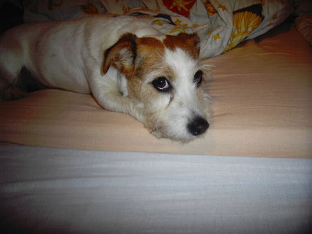 Jack-Russell-Terrier Daisy