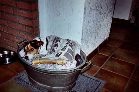 Jack-Russell-Terrier So schlafe ich am liebsten...in meiner Wanne unter Herrchens altem T-Shirt.....mein Kauknochen (der fast so gross ist wie ich) darf natürlich auch nicht fehlen....