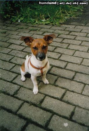 Jack-Russell-Terrier Alle nennen mich Fledermaus wegen meinen niedlichen Ohren,komisch!!